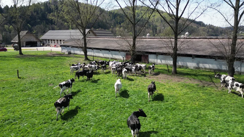 Črno-belo govedo na pašniku ob hlevih posestva Grmače