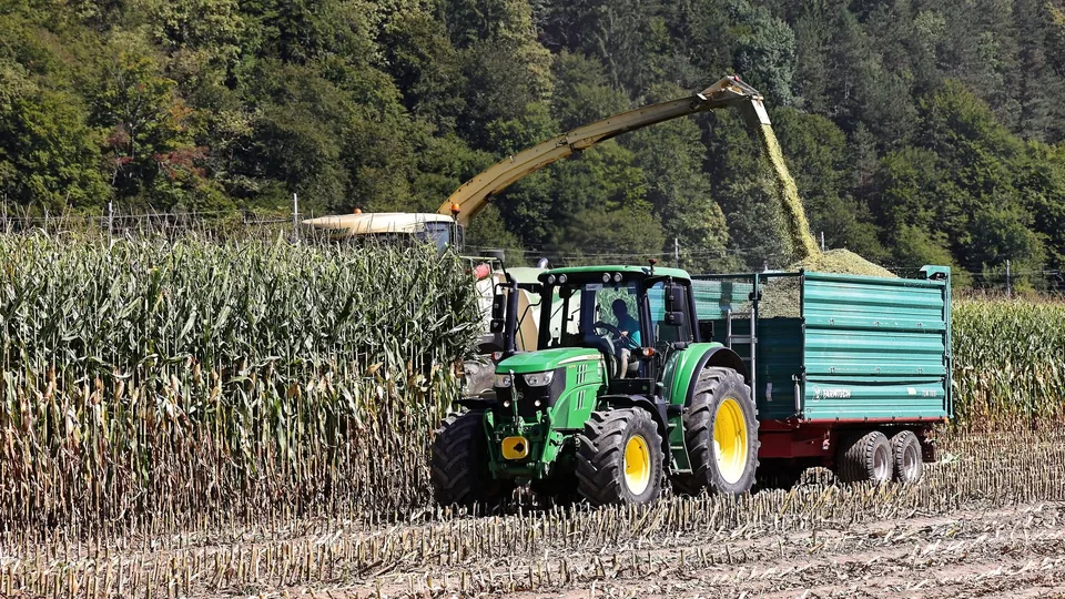 Spravilo koruze za silažo s kombajnom in traktorjem